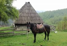 ДАНАК У КРВИ: Миљанов повратак у завичај и сусрет с мајком