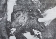 Теле са двије главе у Зети!