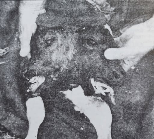 Теле са двије главе у Зети!